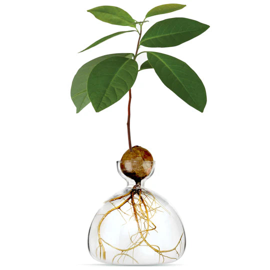 Avocado Vase - Green