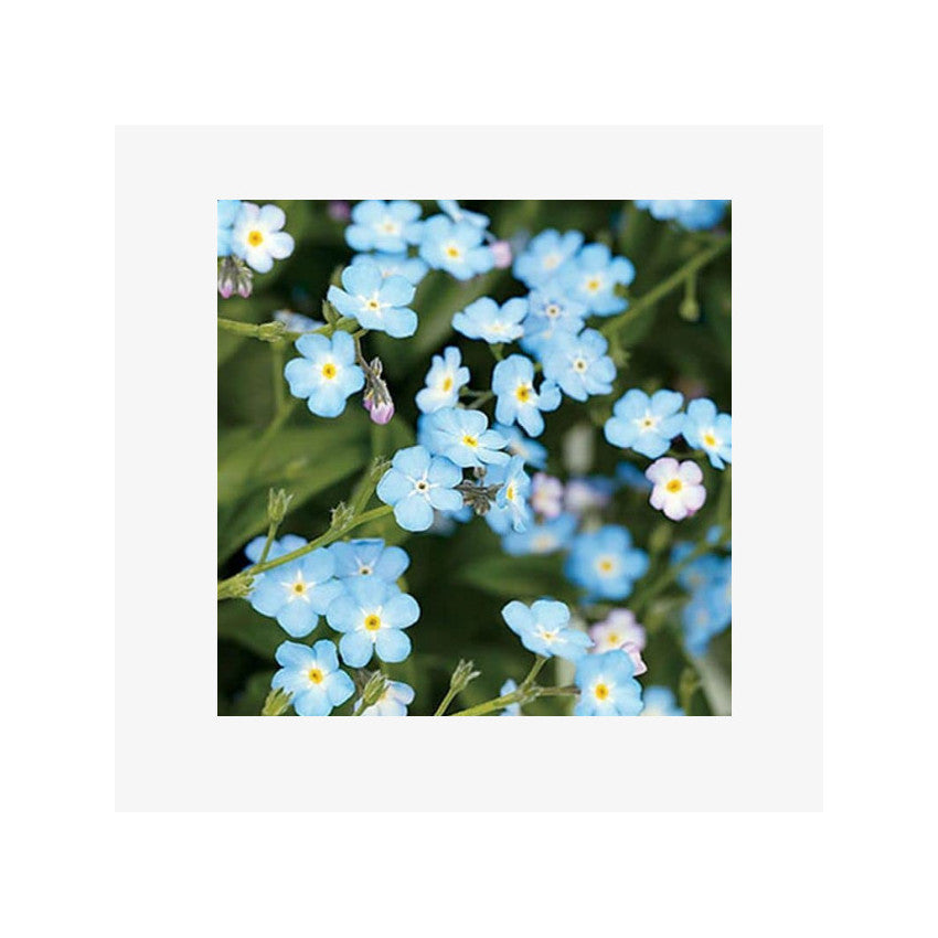 Kabloom is a seedbom full of seeds for plants flower. Get your online seeds or seeds online. Flowering plants in a seedbom. soak and plant the online seeds as they are flowering seeds and grow as plants with seeds.