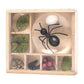 Huckleberry Bug Box